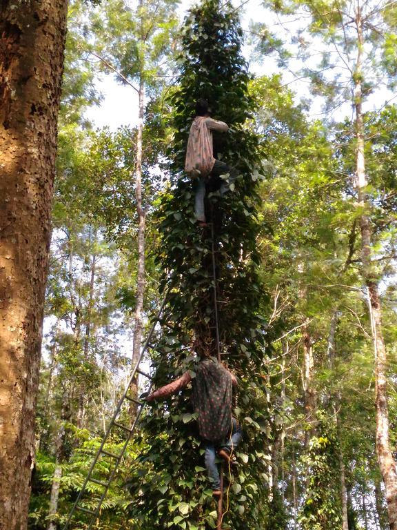 Jungle Jive Tree House Munnar Bed and Breakfast Εξωτερικό φωτογραφία
